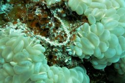 Pteraeolidia ianthina